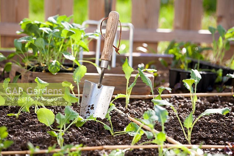 Garden hand trowel in vegetable raised bed with planted seedlings.