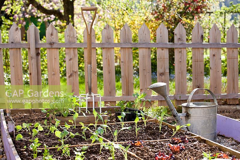 Vegetable raised bed with newly planted seedlings and tools.