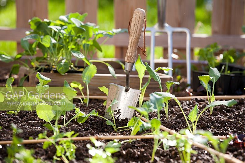 Garden hand trowel in vegetable raised bed with planted seedlings.