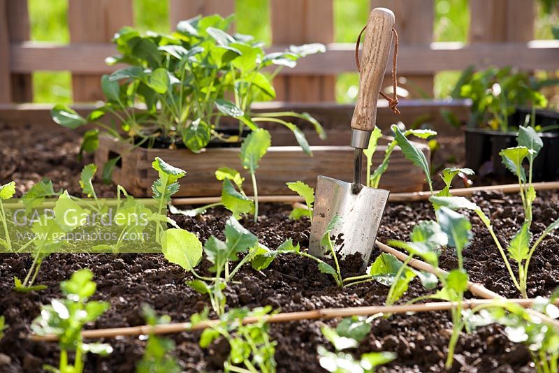 Vegetable raised bed with newly planted seedlings and trowel.