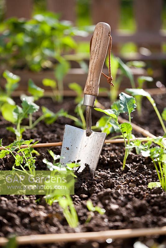 Garden trowel in raised bed of newly planted vegetable seedlings.