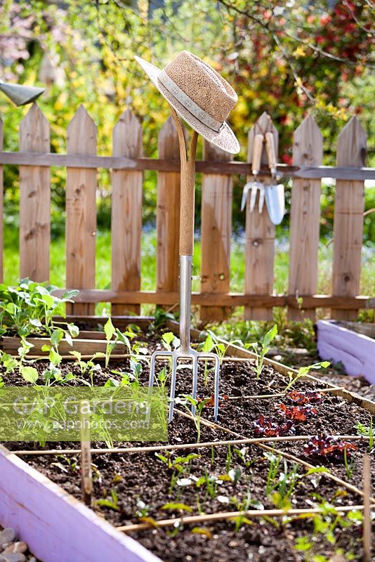 Vegetable raised bed with newly planted seedlings and tools.