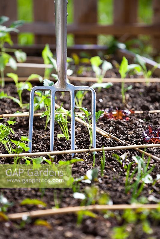 Garden fork in a vegetable raised bed planted with seedlings.