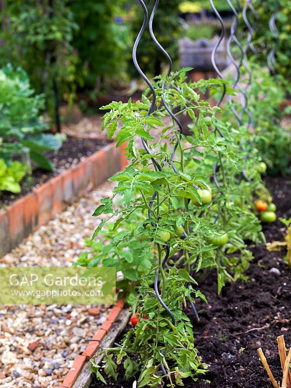Tomato plants supported on metal spiral canes.
