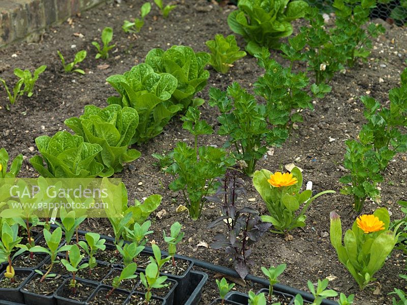 Kitchen garden with recently planted rows of young lettuce, parsnip and marigold.