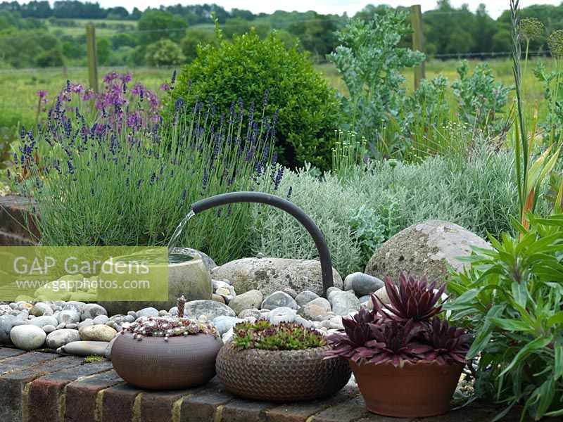 A small contemporary water feature with pots of echeveria and sempervivum. Lavender, cotton lavender and box plants behind.