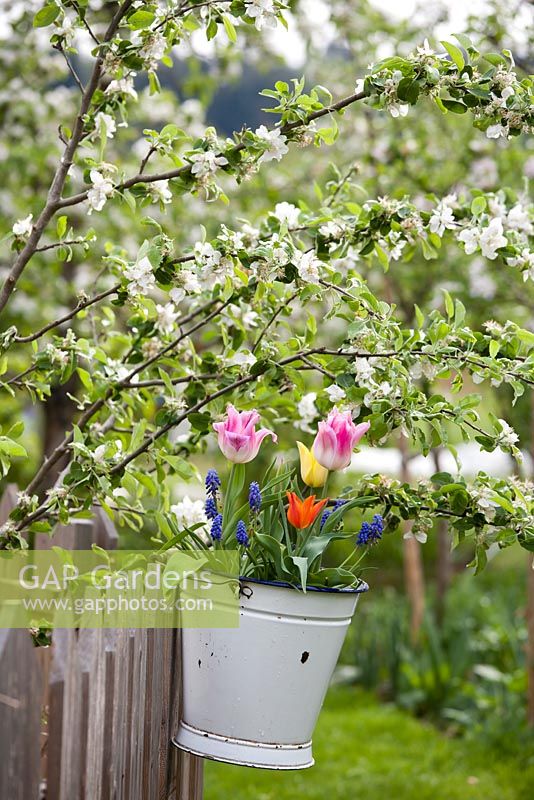 Bucket of planted spring flowering bulbs - tulips and muscari hanging on a fence.