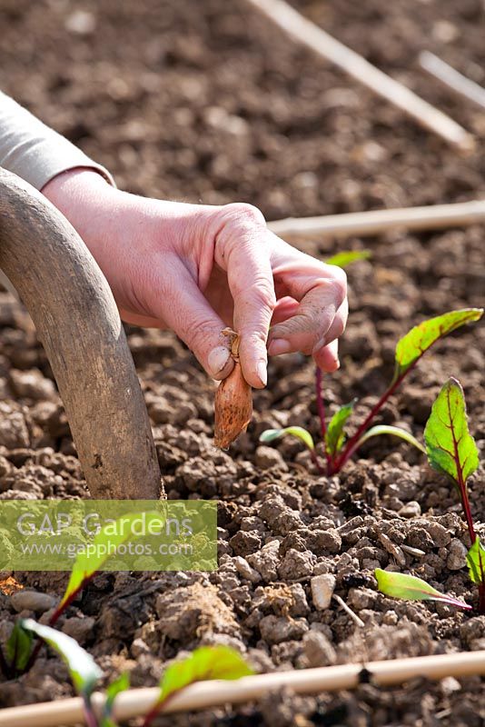 Woman planting onion bulbs. Companion of beetroots and onions.