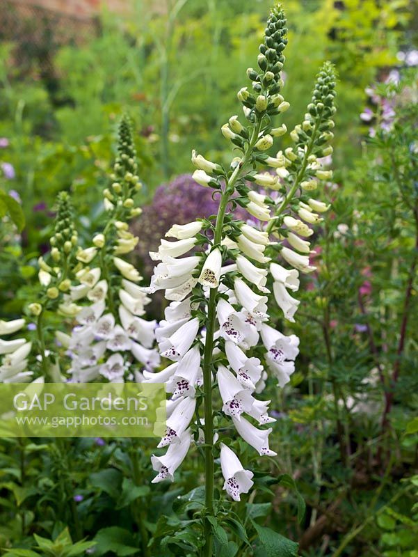Digitalis purpurea Excelsior Group, a striking tall foxglove flowering from May to July.