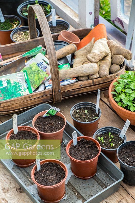 Potting bench work area with seed packets and pots of compost.