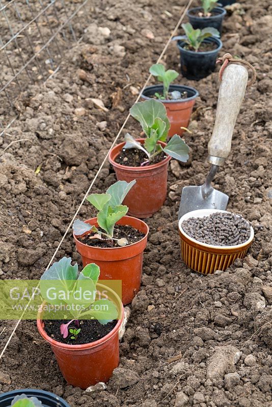 Brassica oleracea  - 'greyhound'. Transplanting spring cabbage plants with garden line, pelleted fish, blood and bonemeal, and hand trowel,