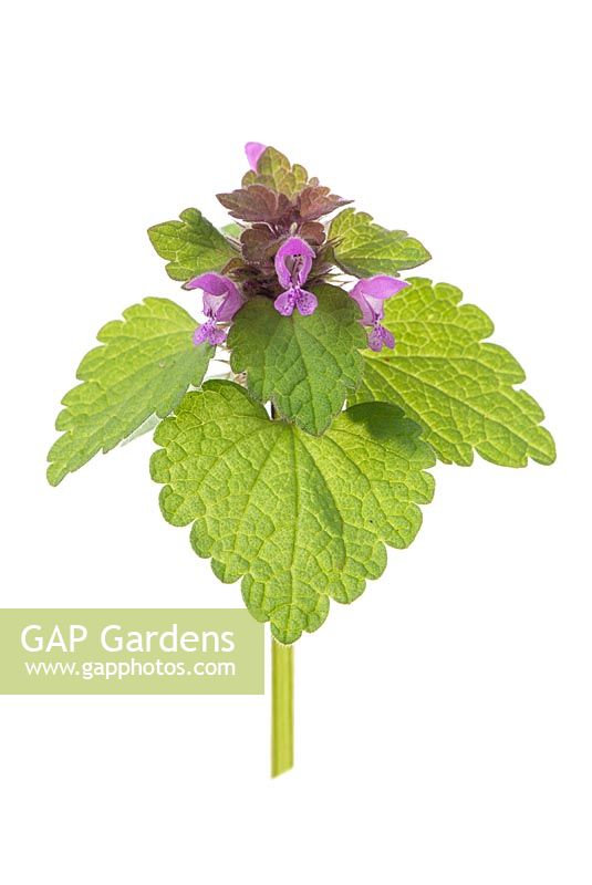 Lamium purpureum - red deadnettle