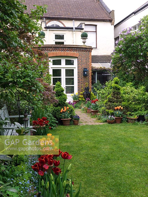 Long, thin 50m x 9m town garden. View past bench beneath acer, and pots of tulips - Abu Hassan, Prinses Irene and Negrita - to path between box spirals leading to house.