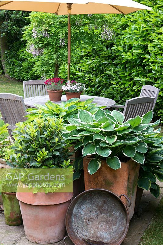 A small container garden planted with Hosta 'Silk Road', Hosta 'Great Expectations', Hosta 'June' and Bay with wooden garden furniture on a small stone patio behind.
