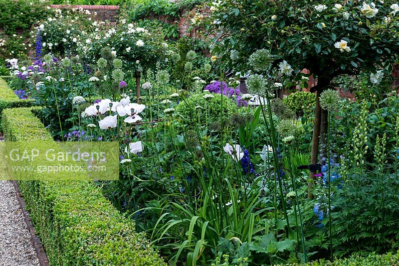 A classical box edged border with standard Rosa 'Alberic Barbier' underplanted with mixed perennials including Allium 'Globemaster' and 'Nigrum, Delphinium 'Blue bees' and Papaver 'Perry's White'.
