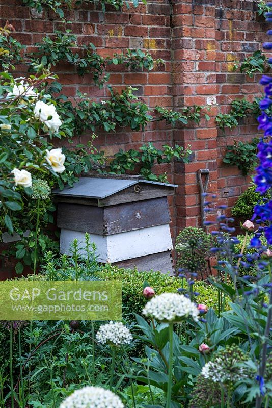 A beehive in front of an apple espalier trained against a brick wall.