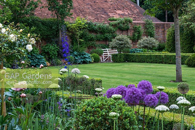 A neat lawn with box edged borders and paths. Planting includes Allium 'Globemaster' and 'Nigrum', Paeonia 'Sarah Bernhardt', Rosa 'Alberic Barbier' with Hostas planted against a shady wall.
