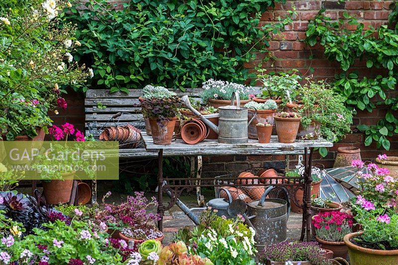 A container garden and collection of Victoriana in the corner of the walled garden. Plants in pots include viola, pelargonium, dianthus, thymus and succulent sedum.