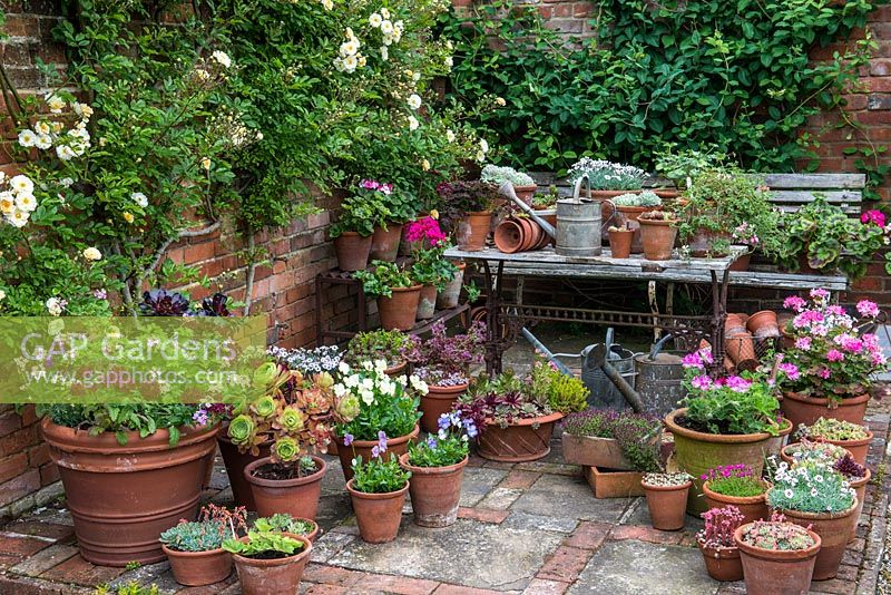 A container garden and collection of Victoriana in the corner of the walled garden. Plants in pots include viola, pelargonium, dianthus, thymus and succulent sedum with Rosa 'Gold Finch' flowering on the wall behind.