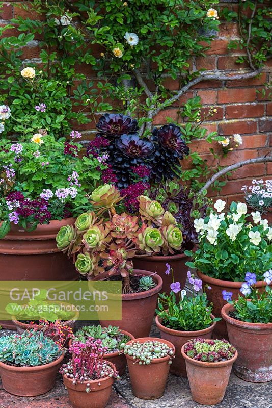 A container garden with plants including Aeonium, sedum, succulents, viola and pelargonium.