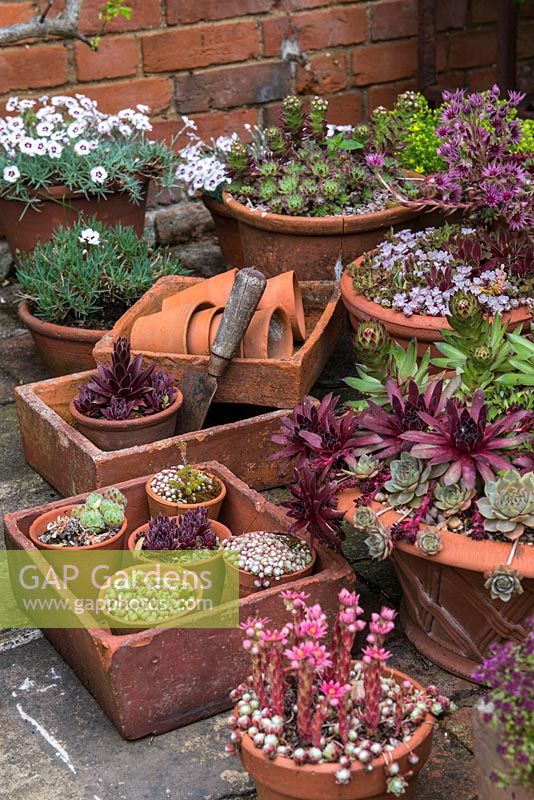 A container garden with succulents, sedum and Echeveria with Thymus and Dianthus.