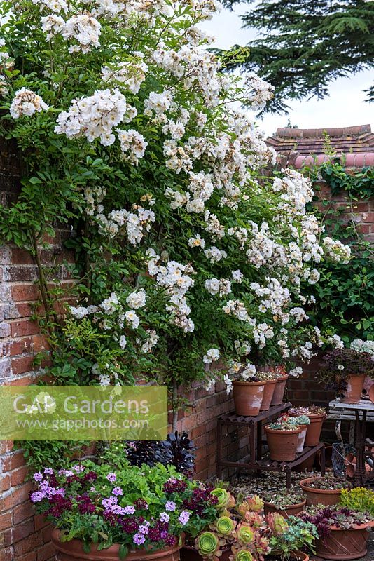 Rosa 'Gold Finch', a rambling rose almost thornless.