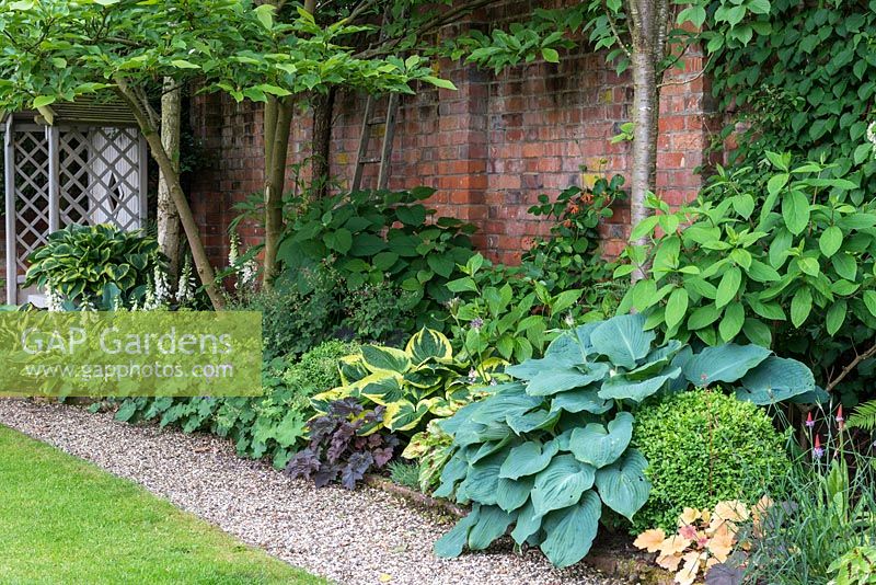 A shady border with Hosta 'Blue Angel' on the right, Hosta 'Patriot' far left, Alchemilla mollis, Geranium 'Johnson's Blue', heuchera and white foxgloves.