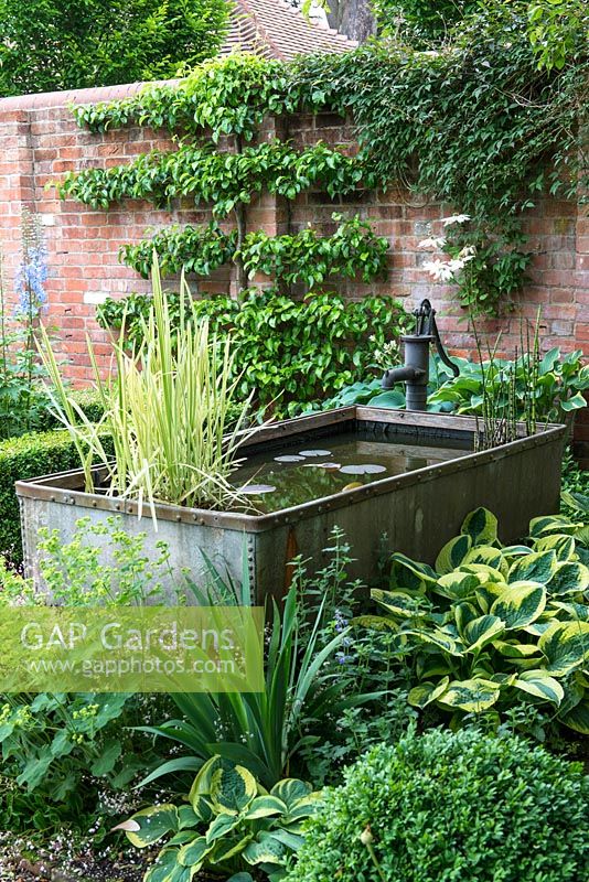 A galvanised metal animal feeding trough converted into a small pond in a shady corner of a walled garden surrounded by shade tolerant planting including hosta, alchemilla and box.