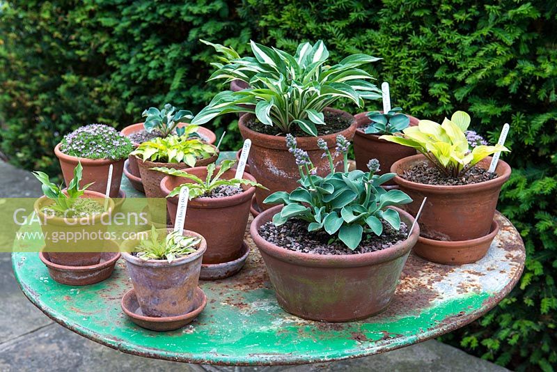 A collection of young Hosta plants with varieties including 'Teeny Weeny Bikini', 'Tongue Twister', 'Tattle Tails' and 'Coconut Custard'.