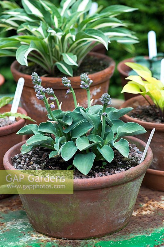 A young hosta in bud growing in terracotta pot.