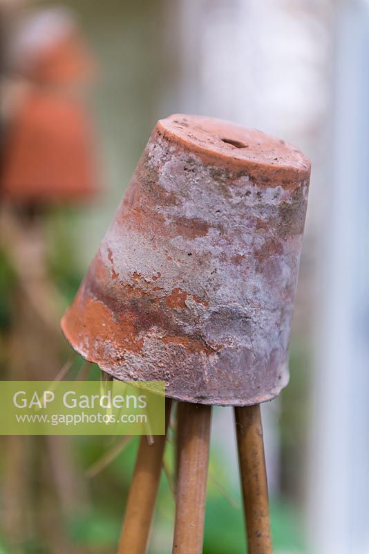 Small terracotta pots as cane tops to protect eyes.