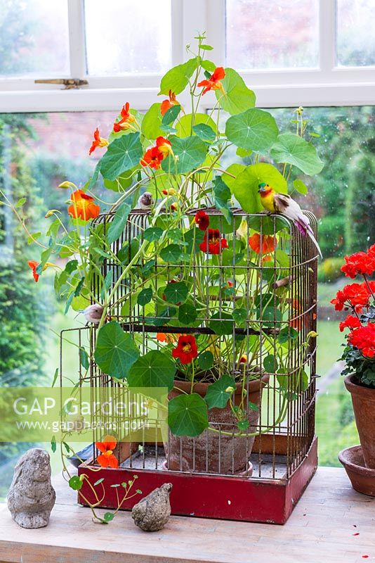 A bird cage used as a support for Nasturtiums in conservatory.