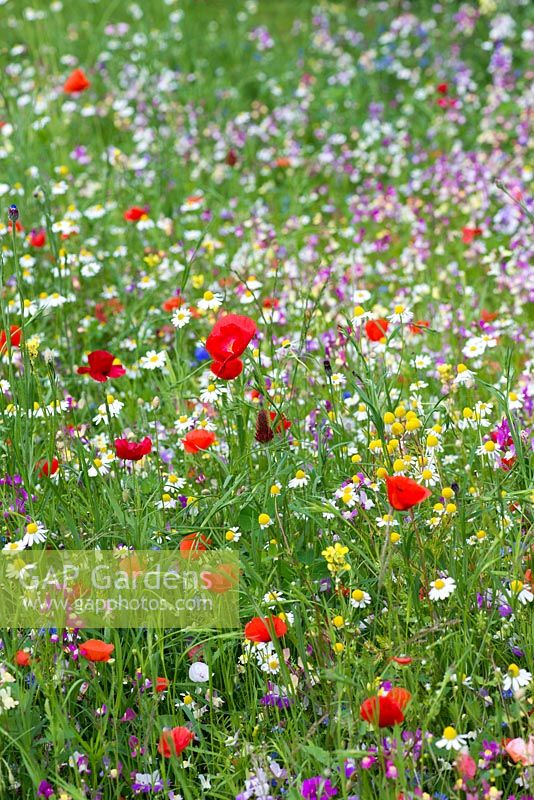 A small wildflower meadow of corn chamomile, field poppies, toadflax, sheepsbit scabious, clover, cow parsley and cornflowers.