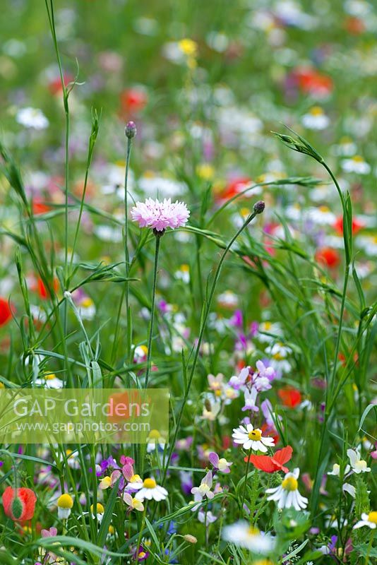 A wildflower meadow annual seed mix of predominantly daisies, poppies, toadflax, clover, cow parsley and cornflowers.