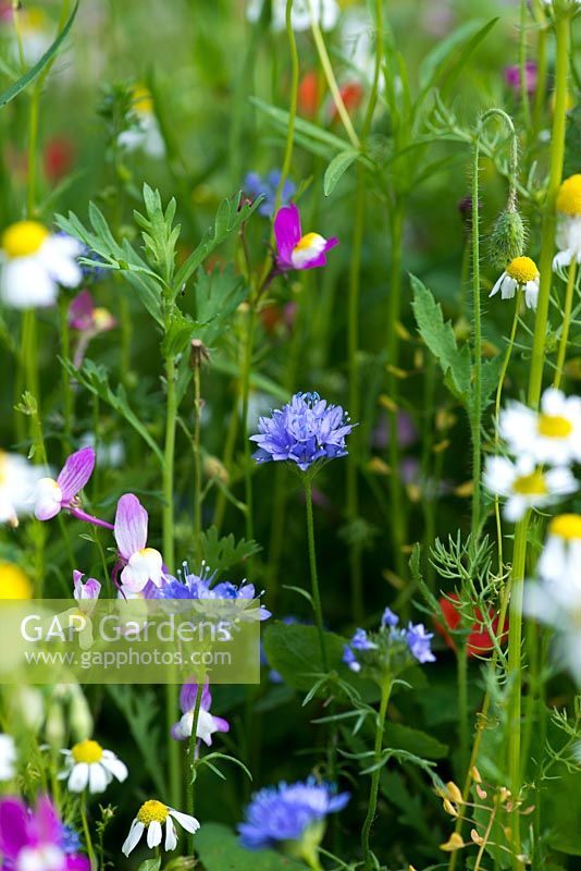 Sheepsbit scabious in a wildflower meadow annual seed mix of predominantly daisies, poppies, toadflax, clover, cow parsley, corn chamomile and cornflowers. 