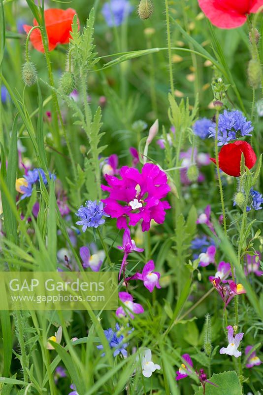A wildflower meadow annual seed mix of predominantly daisies, poppies, toadflax, clover and cornflowers.