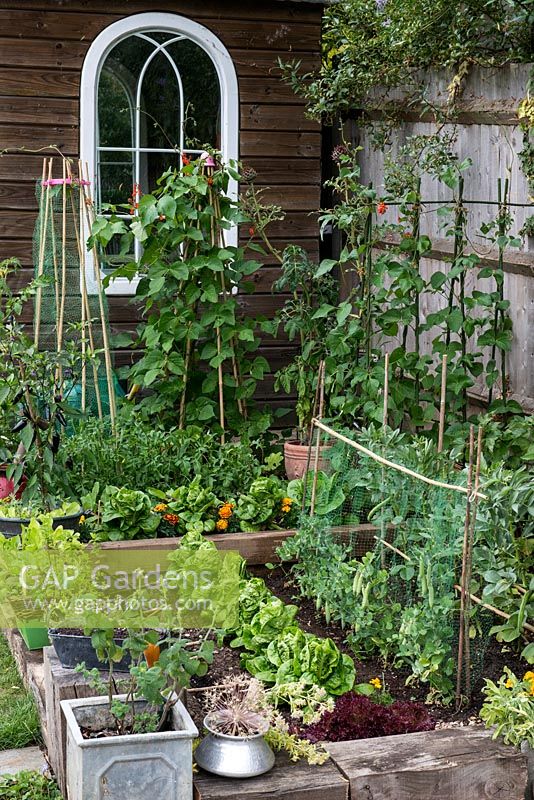 A small raised vegetable garden on two levels planted with Cos and Lollo Rosso lettuce, pea Kelvedon Wonder, runner bean Scarlet Emperor, broad bean Bunyard's Exhibition with Tagetes to deter common insect pests.