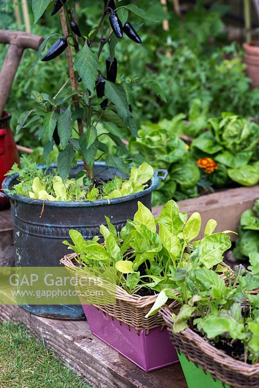 Containers in a vegetable garden planted with cut and come again salad leaves and Royal Black chillies.
