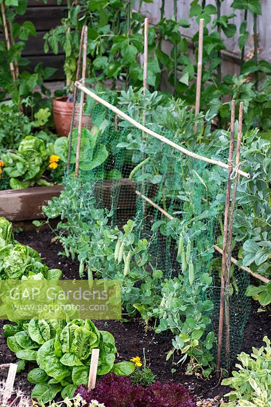 A small raised vegetable garden on two levels planted with Cos and Lollo Rosso lettuce with pea Kelvedon Wonder growing up a net support.