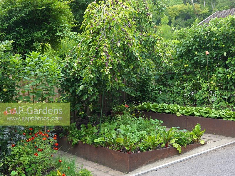 Beds edged in rusty metal strips with vegetables, fruit, herbs and flowers 
