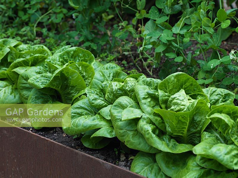 Lettuces grown in raised bed, retained with rusty metal edging strips.