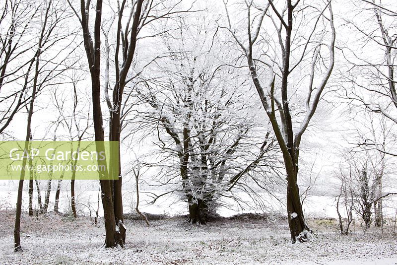 Hoar frost on beech trees in woodland near Birdlip on a snowy winter's morning. Fagus sylvatica