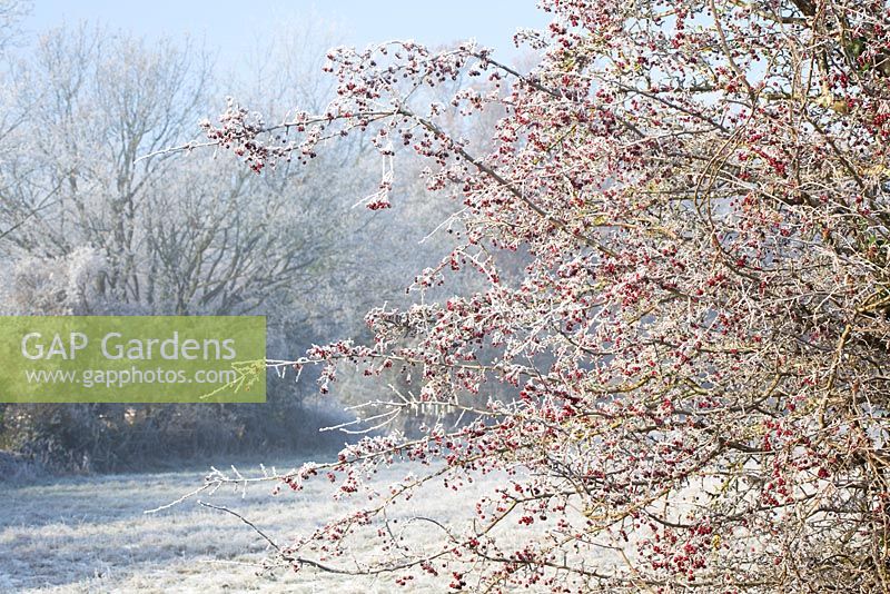 Crataegus monogyna - Hoar frost on Hawthorn berries. 