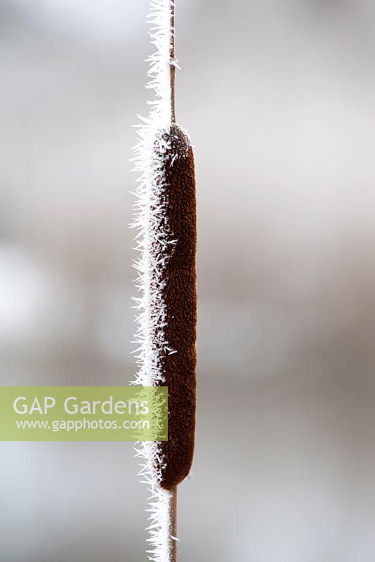 Typha latifolia - Hoar frost on bullrush. 