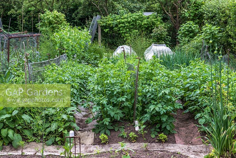 Bob Flowerdew's organic vegetable garden, divided into 40 beds in which he rotates crops. He has a card index of what's grown in each bed which goes back 30 years. Beds of peas, potatoes, onions, runner beans, separated by carpet.
