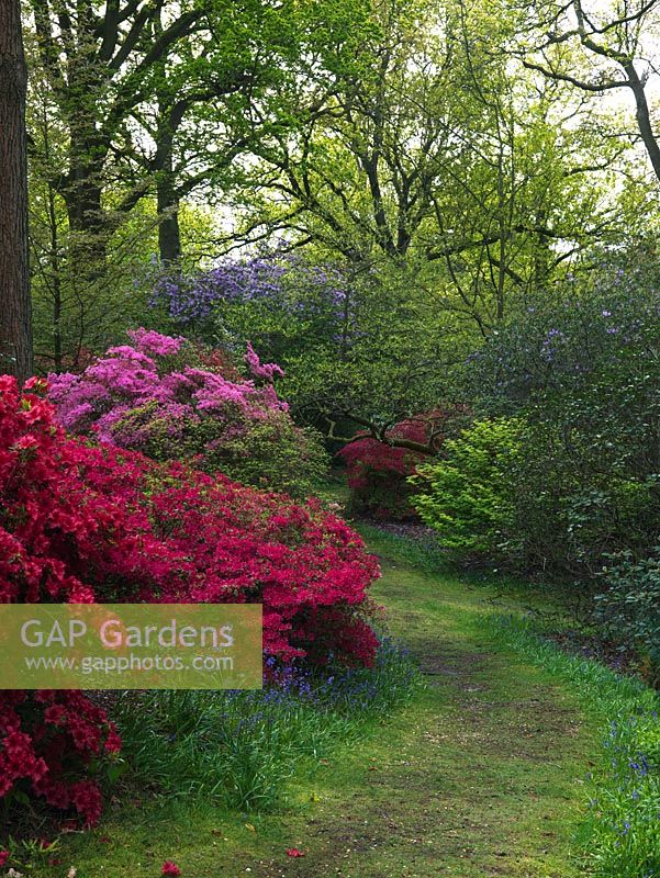 Secret path through century old woodland garden, some 27 acres of rare plants, trees and shrubs. In spring, it is noted for its rhododendrons, acers and English bluebells. High Beeches