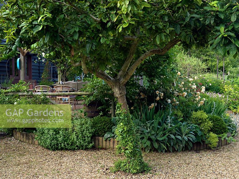 Glimpse beneath an old medlar tree to garden with roses and hardy geranium, to one side, and to the other, a raised terrace with dining table and sofas.