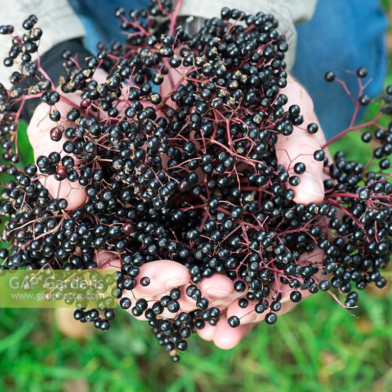 Handful of elderberries