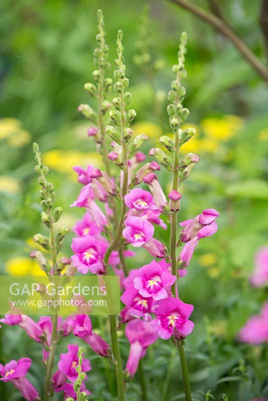 Antirrhinum 'Pretty in Pink'