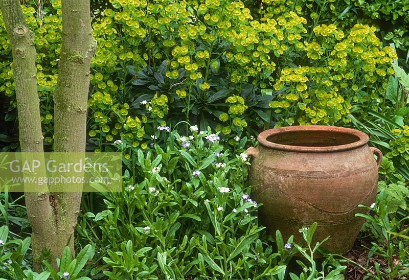 Empty container with Euphorbia robbiae and Myosotis ground cover - April